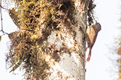 Wedge-billed Woodcreeper, Amagusa Reserve, Pichincha, Ecuador, November 2019 - click for larger image