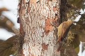 Wedge-billed Woodcreeper, Amagusa Reserve, Pichincha, Ecuador, November 2019 - click for larger image