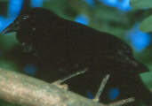 Chopi Blackbird, Emas, Goiás, Brazil, April 2001 - click for larger image