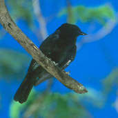 Chopi Blackbird, Emas, Goiás, Brazil, April 2001 - click for larger image