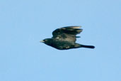 Chopi Blackbird, Chapada Diamantina, Bahia, Brazil, March 2004 - click for larger image