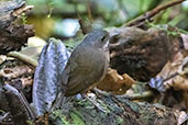 Moustached Antpitta, Refugio Paz de las Aves, Pichincha, Ecuador, November 2019 - click for larger image