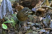 Moustached Antpitta, Refugio Paz de las Aves, Pichincha, Ecuador, November 2019 - click for larger image