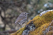 Stripe-headed Antpitta, Cumbemayo, Cajamarca, Peru, October 2018 - click for larger image