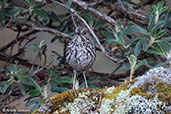 Stripe-headed Antpitta, Cumbemayo, Cajamarca, Peru, October 2018 - click for larger image