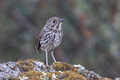 Stripe-headed Antpitta, Cumbemayo, Cajamarca, Peru, October 2018 - click for larger image