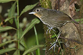 Santa Marta Antpitta, Sierra Nevada de Santa Marta, Magdalena, Colombia, April 2012 - click for larger image