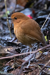 Chestnut Antpitta, Abra Patricia, Amazonas, Peru, October 2018 - click for larger image