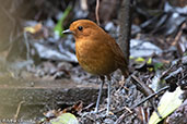 Chestnut Antpitta, Abra Patricia, Amazonas, Peru, October 2018 - click for larger image