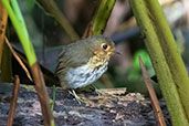 Ochre-breasted Antpitta, Refugio Paz de las Aves, Pichincha, Ecuador, November 2019 - click for larger image