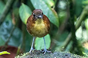 Yellow-breasted Antpitta, Refugio Paz de las Aves, Pichincha, Ecuador, November 2019 - click for larger image