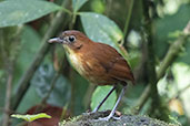 Yellow-breasted Antpitta, Refugio Paz de las Aves, Pichincha, Ecuador, November 2019 - click for larger image