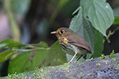 Ochre-breasted Antpitta, Amagusa Reserve, Pichincha, Ecuador, November 2019 - click for larger image