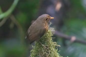 Ochre-breasted Antpitta, Wildsumaco Lodge, Napo, Ecuador, November 2019 - click for larger image