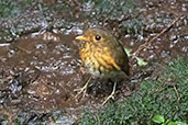 Ochre-breasted Antpitta, Wildsumaco Lodge, Napo, Ecuador, November 2019 - click for larger image