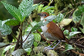 White-bellied Antpitta, Cabanas San Isidro, Napo, Ecuador, November 2019 - click for larger image