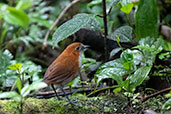 White-bellied Antpitta, Cabanas San Isidro, Napo, Ecuador, November 2019 - click for larger image