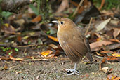 Brown-banded Antpitta, Rio Blanco, Caldas, Colombia, April 2012 - click for larger image