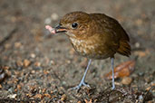 Brown-banded Antpitta, Rio Blanco, Caldas, Colombia, April 2012 - click for larger image
