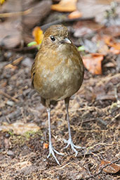 Brown-banded Antpitta, Rio Blanco, Caldas, Colombia, April 2012 - click for larger image