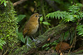 Brown-banded Antpitta, Rio Blanco, Caldas, Colombia, April 2012 - click for larger image