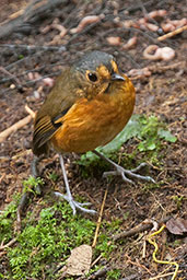 Slate-crowned Antpitta, Rio Blanco, Caldas, Colombia, April 2012 - click for larger image