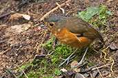 Slate-crowned Antpitta, Rio Blanco, Caldas, Colombia, April 2012 - click for larger image