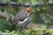 Ochre-fronted Antpitta, Alto Nieva, San Martin, Peru, October 2018 - click for larger image