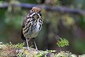 Ochre-fronted Antpitta, Alto Nieva, San Martin, Peru, October 2018 - click for larger image