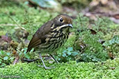 Ochre-fronted Antpitta, Alto Nieva, San Martin, Peru, October 2018 - click for larger image