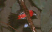 Male Rose-breasted Chat, Brazil, Sept 2000 - click for larger image