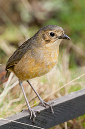 Tawny Antpitta, Nevado de Ruiz, Caldas, Colombia, April 2012 - click for larger image