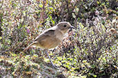 Tawny Antpitta, Antisana reserve, Napo, Ecuador, November 2019 - click for larger image