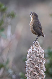 Tawny Antpitta, Papallacta Pass, Napo, Ecuador, November 2019 - click for larger image