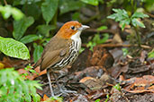 Chestnut-crowned Antpitta, Rio Blanco, Caldas, Colombia, April 2012 - click for larger image