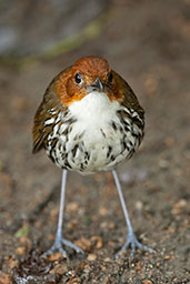 Chestnut-crowned Antpitta, Rio Blanco, Caldas, Colombia, April 2012 - click for larger image