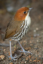 Chestnut-crowned Antpitta, Rio Blanco, Caldas, Colombia, April 2012 - click for larger image