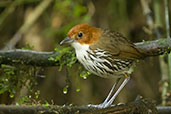 Chestnut-crowned Antpitta, Rio Blanco, Caldas, Colombia, April 2012 - click for larger image