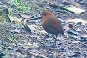 Rufous Antpitta, Yanacocha, Pichincha, Ecuador, November 2019 - click for larger image