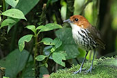 Chestnut-crowned Antpitta, Refugio Paz de las Aves, Pichincha, Ecuador, November 2019 - click for larger image