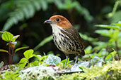 Chestnut-crowned Antpitta, Cabanas San Isidro, Napo, Ecuador, November 2019 - click for larger image