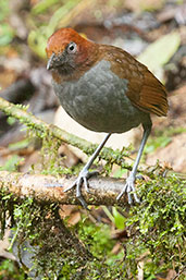 Bicoloured Antpitta, Rio Blanco, Caldas, Colombia, April 2012 - click for larger image