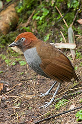 Bicoloured Antpitta, Rio Blanco, Caldas, Colombia, April 2012 - click for larger image