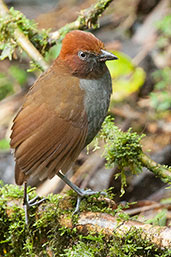 Bicoloured Antpitta, Rio Blanco, Caldas, Colombia, April 2012 - click for larger image