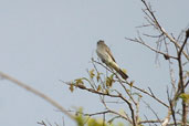 Crowned Slaty Flycatcher, Cristalino, Mato Grosso, Brazil, April 2003 - click for larger image