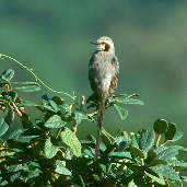 Streamer-tailed Tyrant, Canastra, Minas Gerais, Brazil, April 2001 - click for a larger image