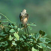 Streamer-tailed Tyrant, Canastra, Minas Gerais, Brazil, April 2001 - click for a larger image