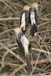 Guira Cuckoo, Pantanal, Mato Grosso, Brazil, December 2006 - click for larger image