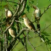 Guira Cuckoo, Pirapora, Minas Gerais, Brazil, February 2002 - click for larger image