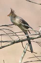 Guira Cuckoo, Carmo, Rio de Janeiro, Brazil, July 2002 - click for larger image